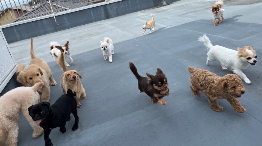 本社 D&C ドックコレクション