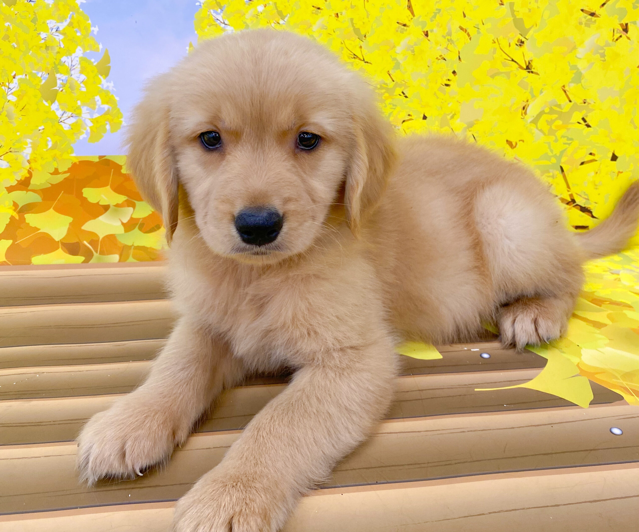 266-05 - D&C -ドックコレクション