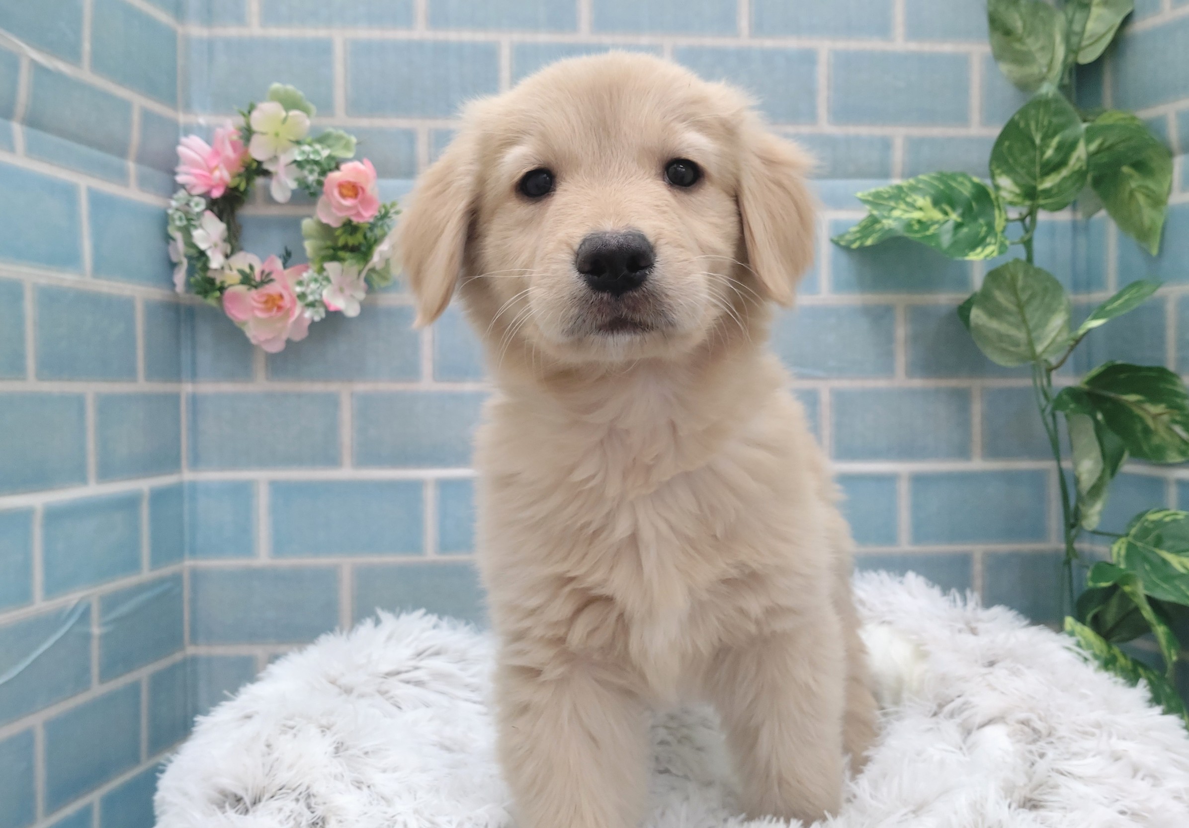 107-14 - D&C -ドックコレクション