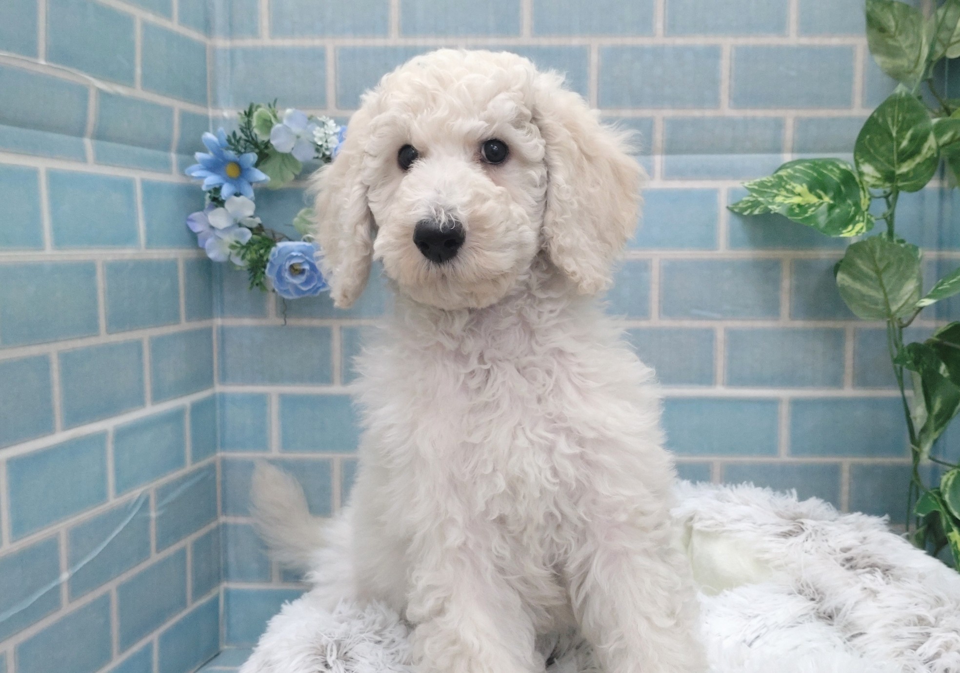 561-6 - D&C -ドックコレクション